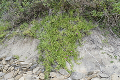Carpobrotus deliciosus