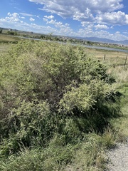 Atriplex canescens