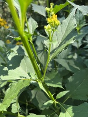 Verbesina occidentalis