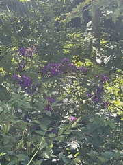 Vernonia missurica