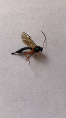 Ichneumonidae