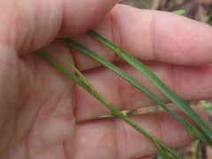 Echeandia flavescens