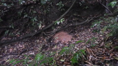 Heterogeomys hispidus