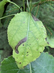 Phyllocnistis populiella