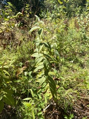 Lysimachia quadrifolia