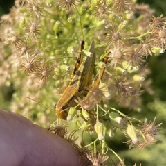 Melanoplus differentialis