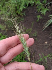Elymus