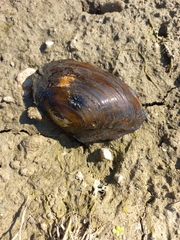 Sinanodonta woodiana