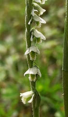 Spiranthes spiralis