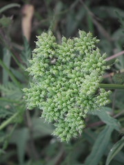 Cnidium monnieri