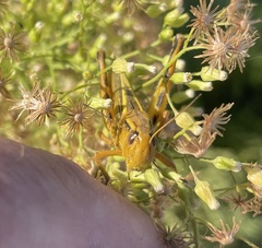 Melanoplus differentialis