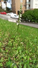 Spiranthes spiralis