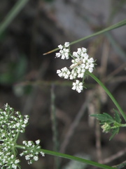 Cnidium monnieri