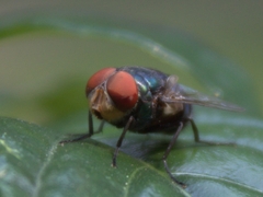Chrysomya megacephala