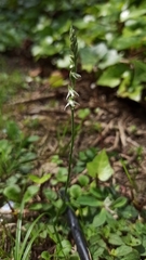 Spiranthes spiralis