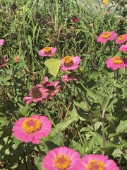Zinnia elegans
