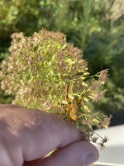 Melanoplus differentialis