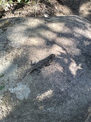 Sceloporus consobrinus