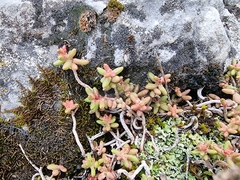 Sedum album