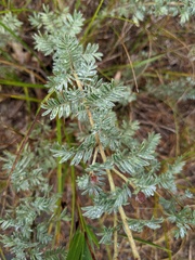 Dalea villosa