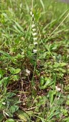 Spiranthes spiralis