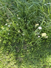 Daucus