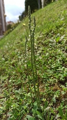 Spiranthes spiralis