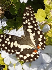 Papilio demoleus
