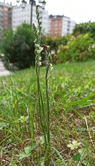 Spiranthes spiralis