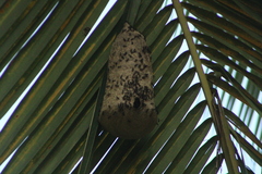 Polybia occidentalis