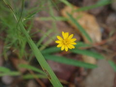 Thymophylla pentachaeta