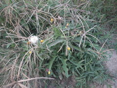 Septoria sonchifolia