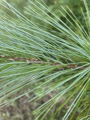 Pinus