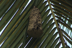 Polybia occidentalis