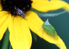 Stictocephala bisonia