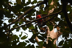Trogon melanurus