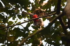 Trogon melanurus