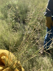 Bouteloua aristidoides