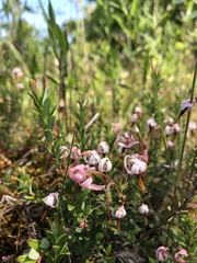 Vaccinium macrocarpon