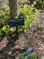Malus sargentii