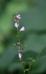 Hylodesmum glutinosum