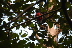 Trogon melanurus