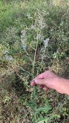 Lactuca serriola