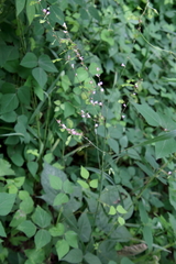 Hylodesmum glutinosum