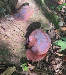 Ganoderma curtisii