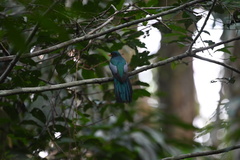 Trogon melanurus