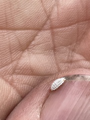 Cryptolaemus montrouzieri