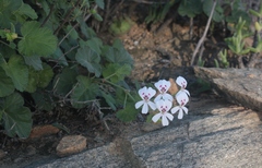 Pelargonium echinatum