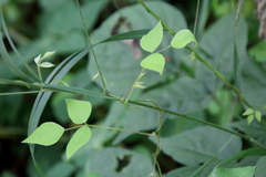Amphicarpaea bracteata