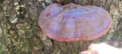 Ganoderma curtisii